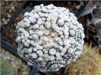 8f311c60-ASTROPHYTUM HANAZONO.jpg